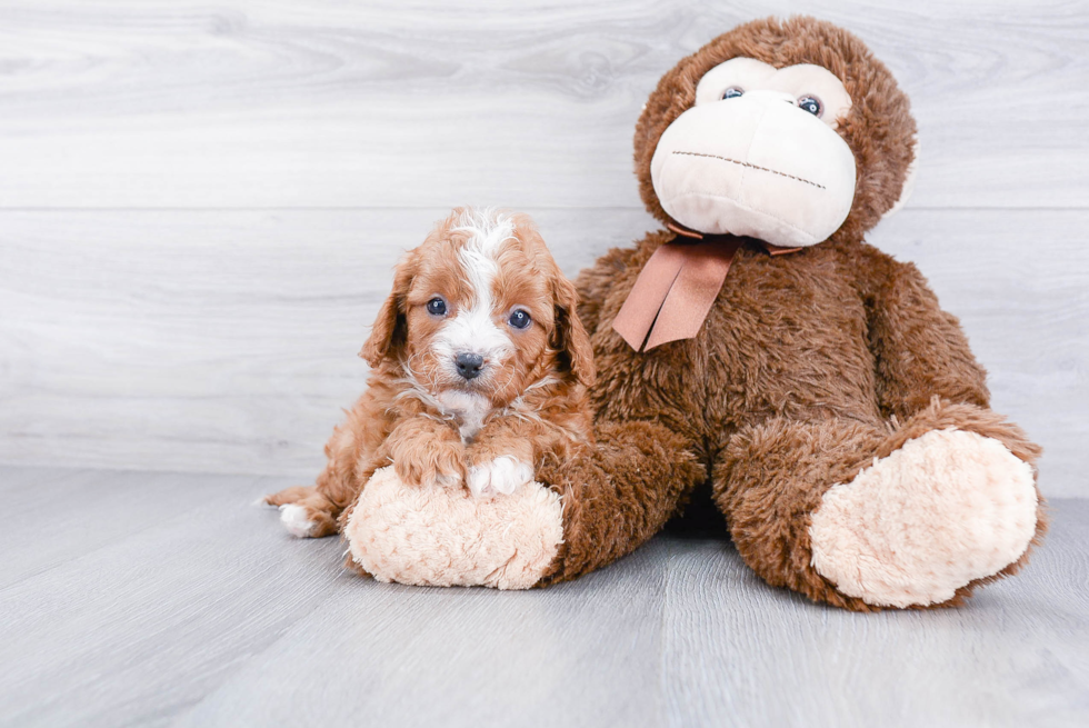 Smart Cavapoo Poodle Mix Pup