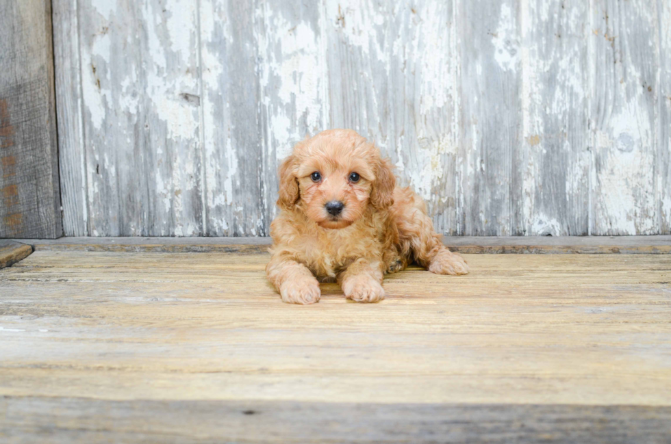 Small Cavapoo Baby