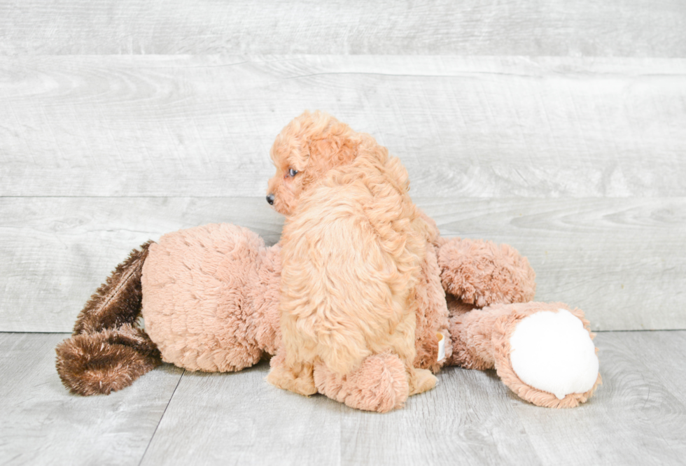 Popular Cockapoo Poodle Mix Pup