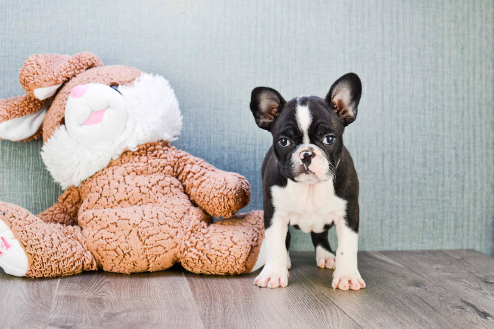 Petite Frenchie Purebred Puppy