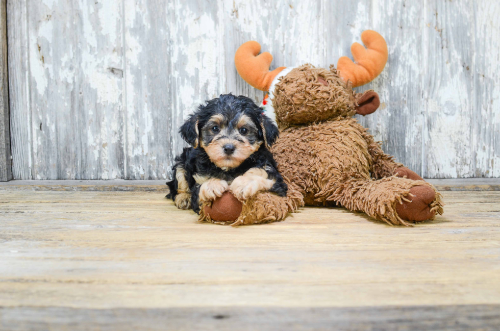 Yorkie Poo Pup Being Cute