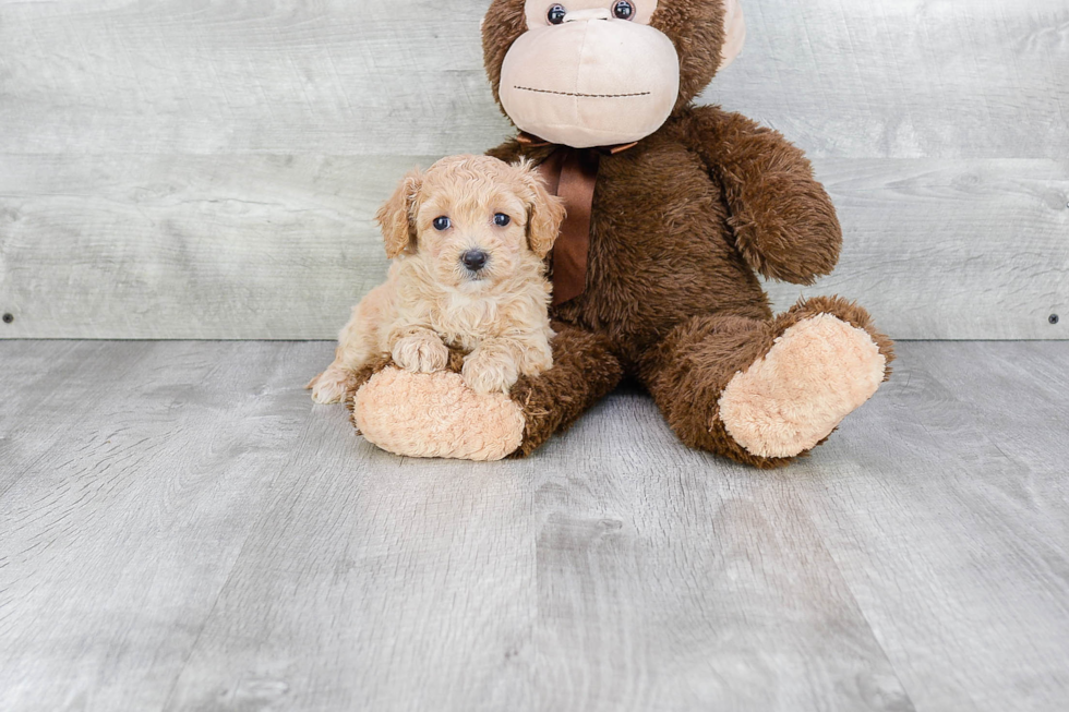 Maltipoo Pup Being Cute