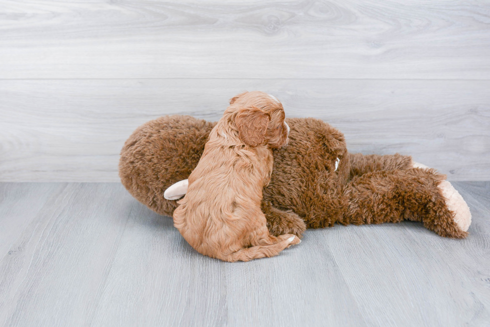 Fluffy Cavapoo Poodle Mix Pup