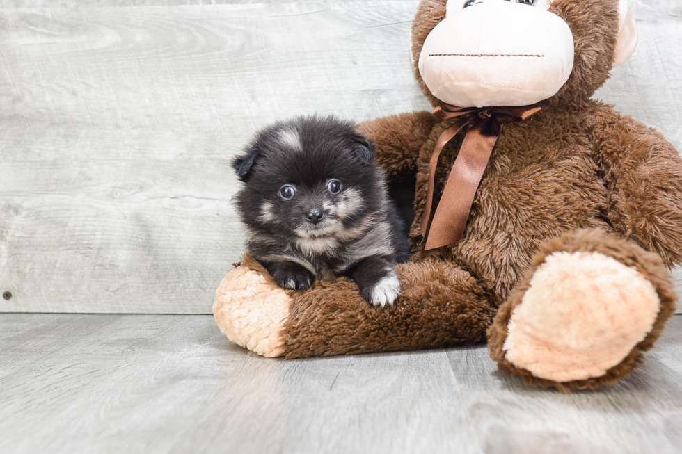 Fluffy Pomeranian Purebred Puppy