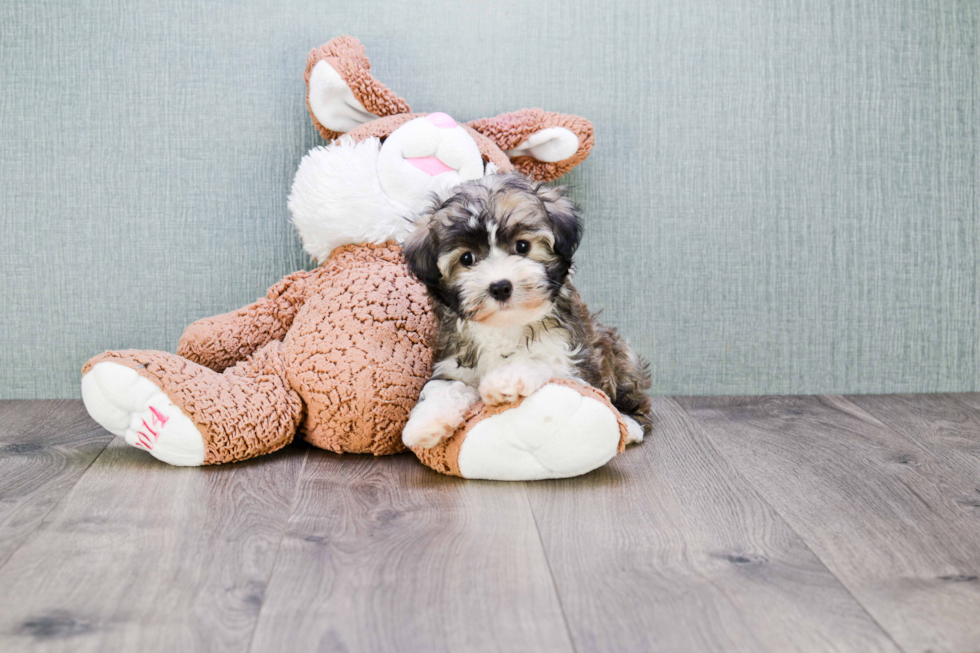 Havanese Puppy for Adoption