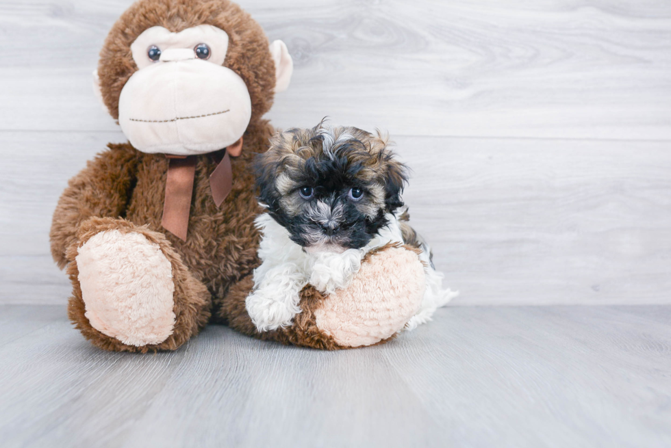 Energetic Havanese Purebred Puppy