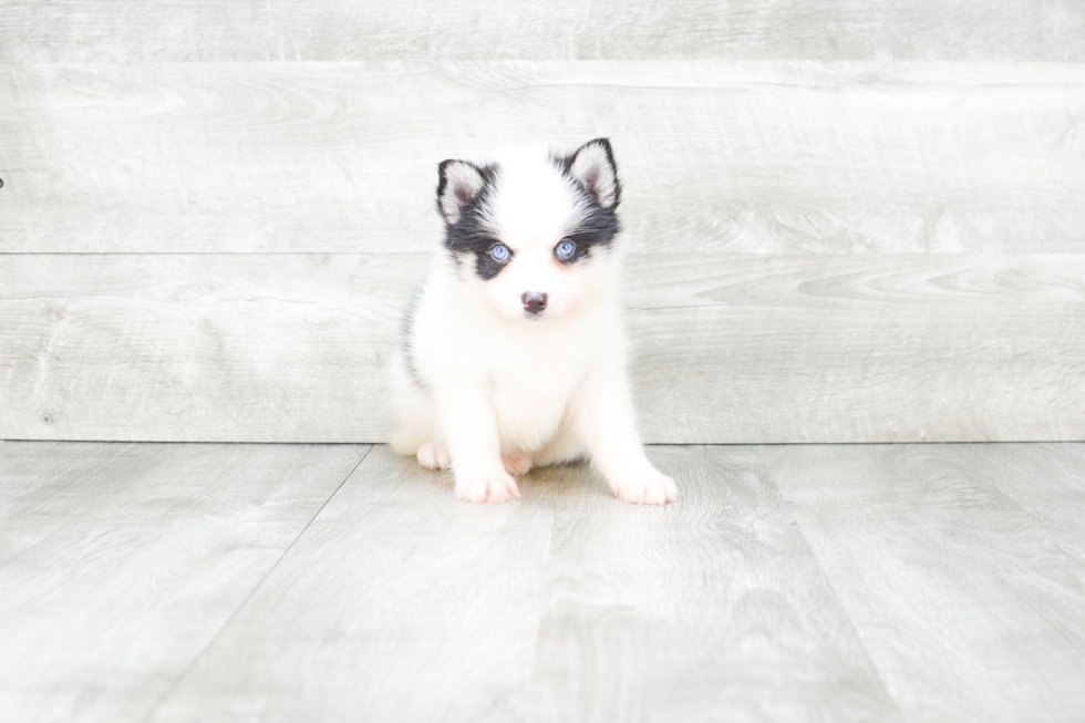 Pomsky Pup Being Cute