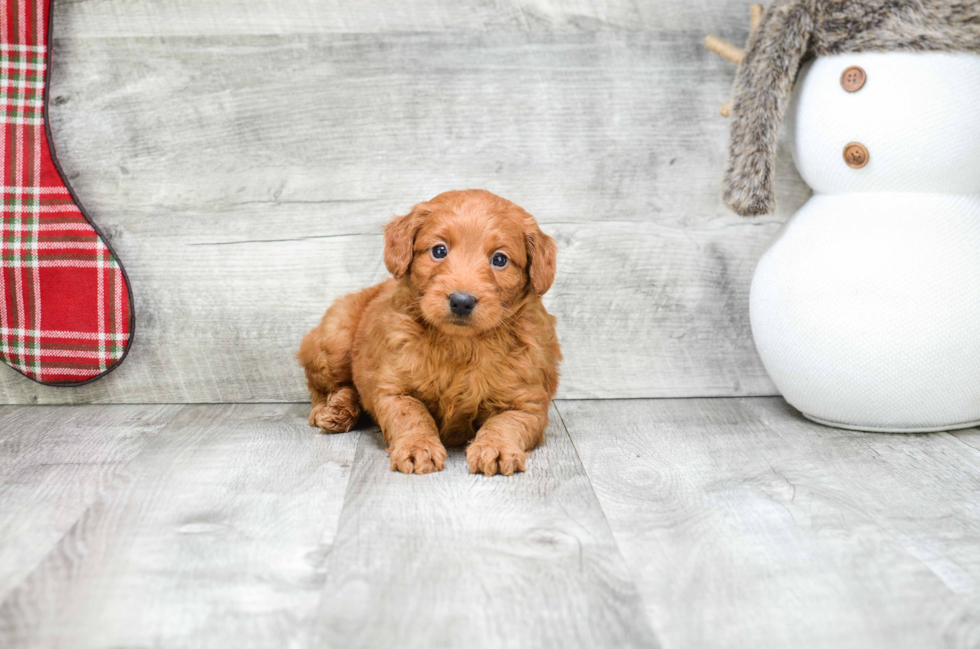 Best Mini Goldendoodle Baby