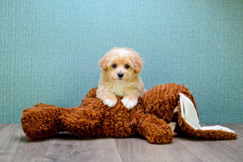 Maltipoo Puppy for Adoption