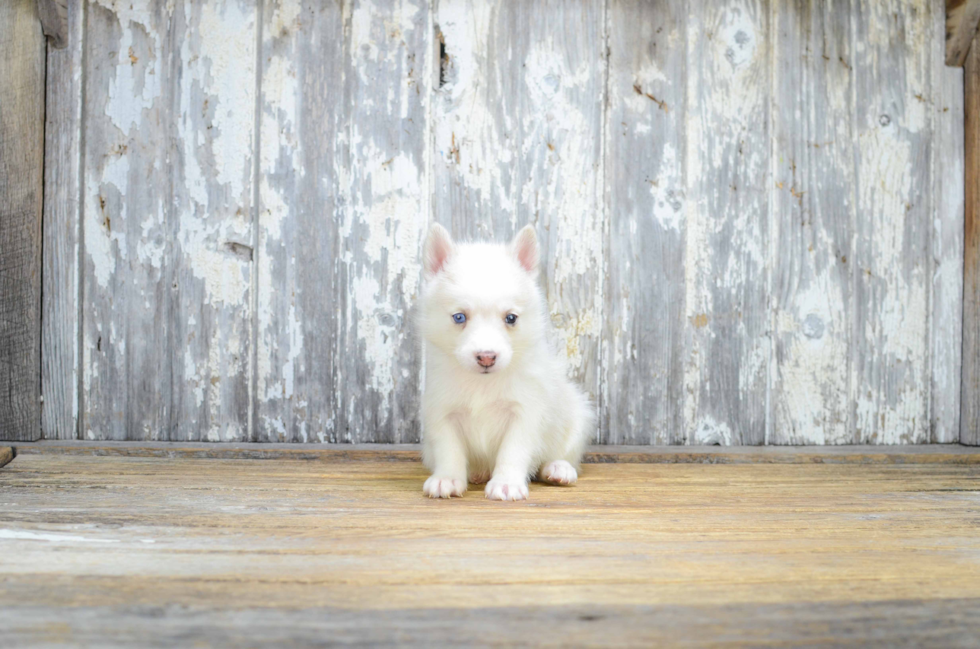 Adorable Mini Husky Designer Puppy