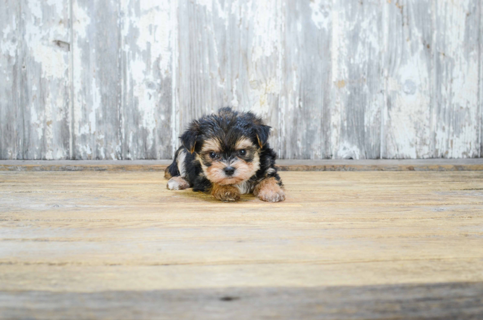 Best Morkie Baby