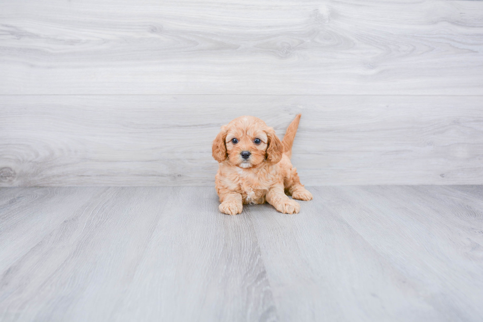 Petite Cavapoo Poodle Mix Pup