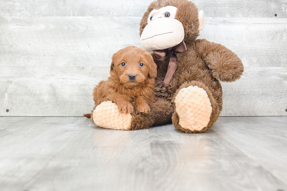 Mini Goldendoodle Pup Being Cute