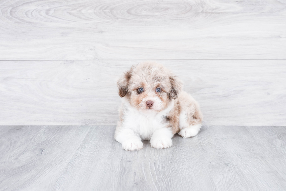 Mini Aussiedoodle Puppy for Adoption