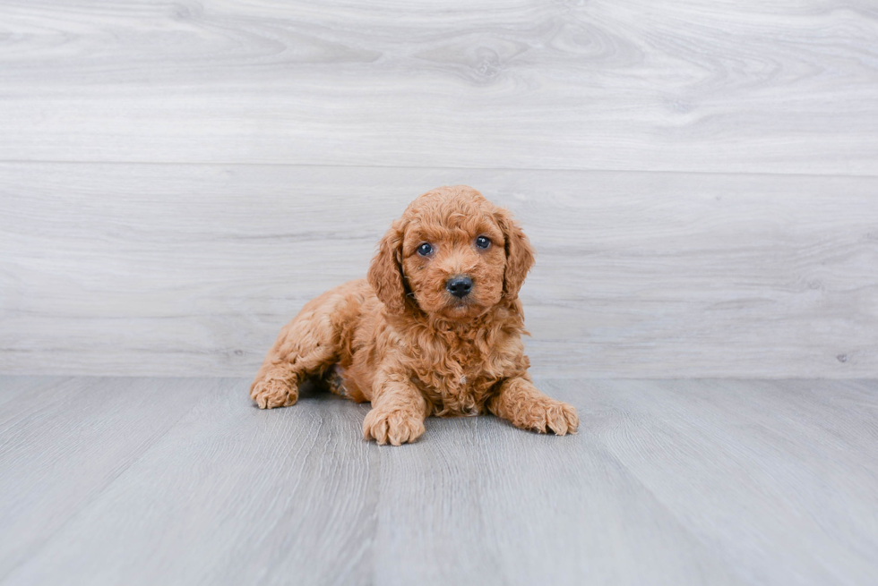 Hypoallergenic Golden Retriever Poodle Mix Puppy