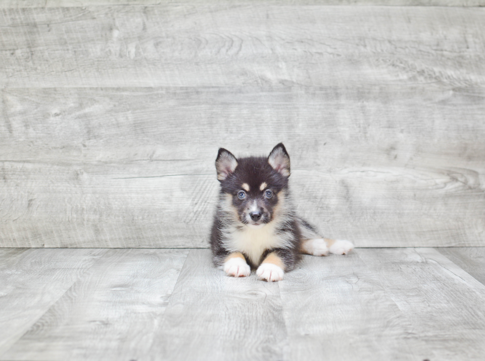 Happy Pomsky Baby