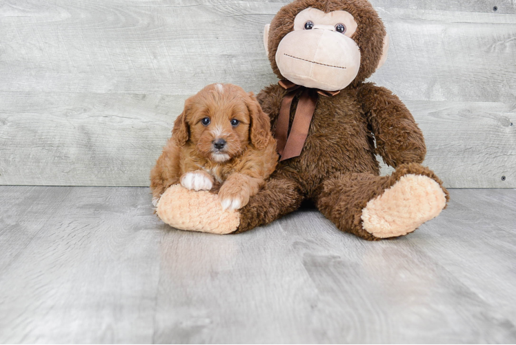 Friendly Cavapoo Baby