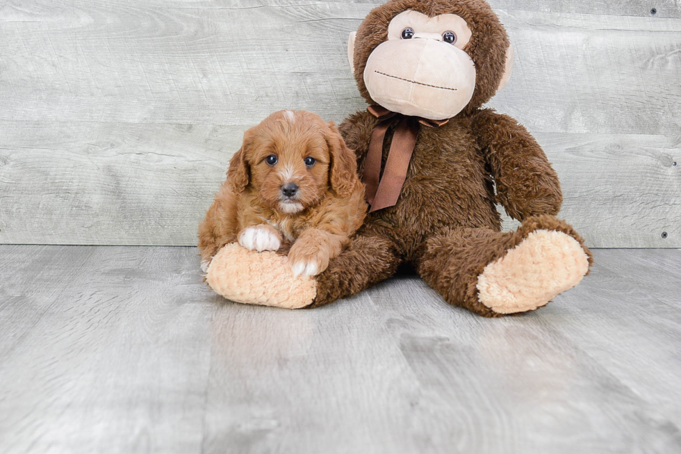 Friendly Cavapoo Baby