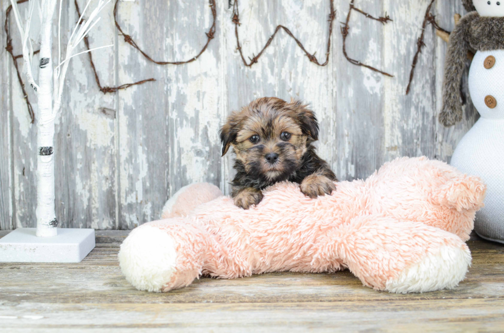Cute Shorkie Baby