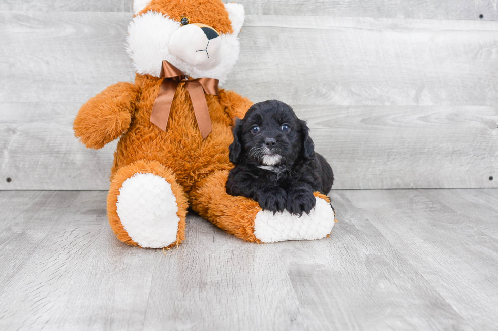 Funny Cavapoo Poodle Mix Pup