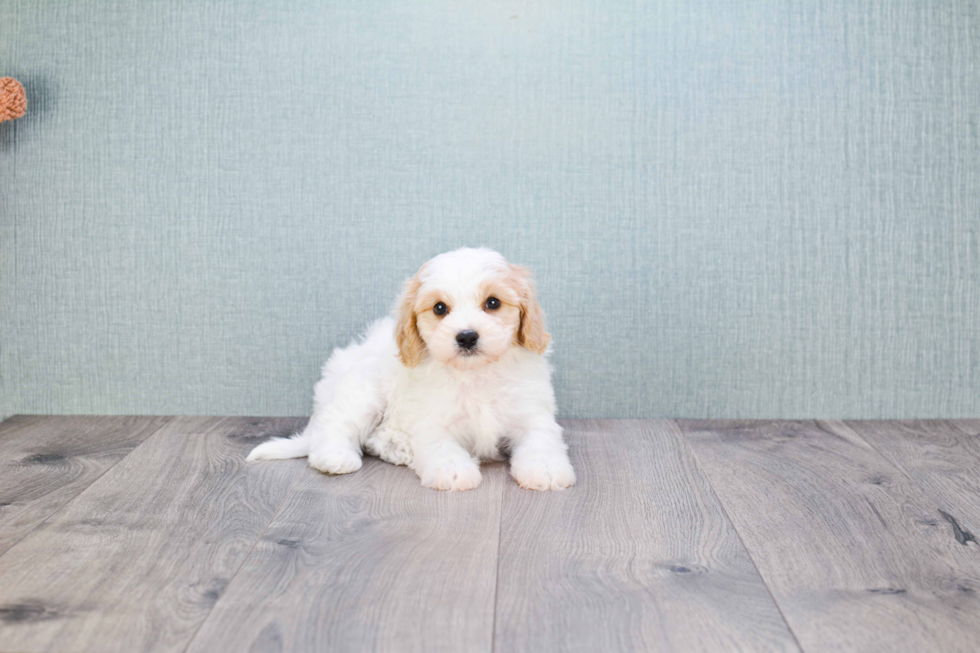 Cavachon Pup Being Cute