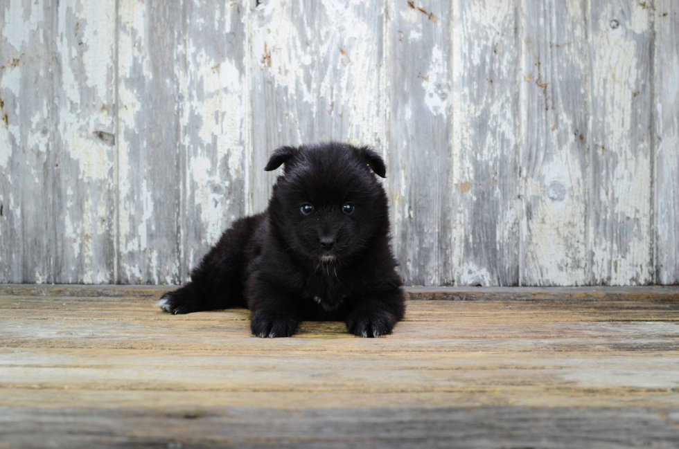 Cute Pomsky Baby