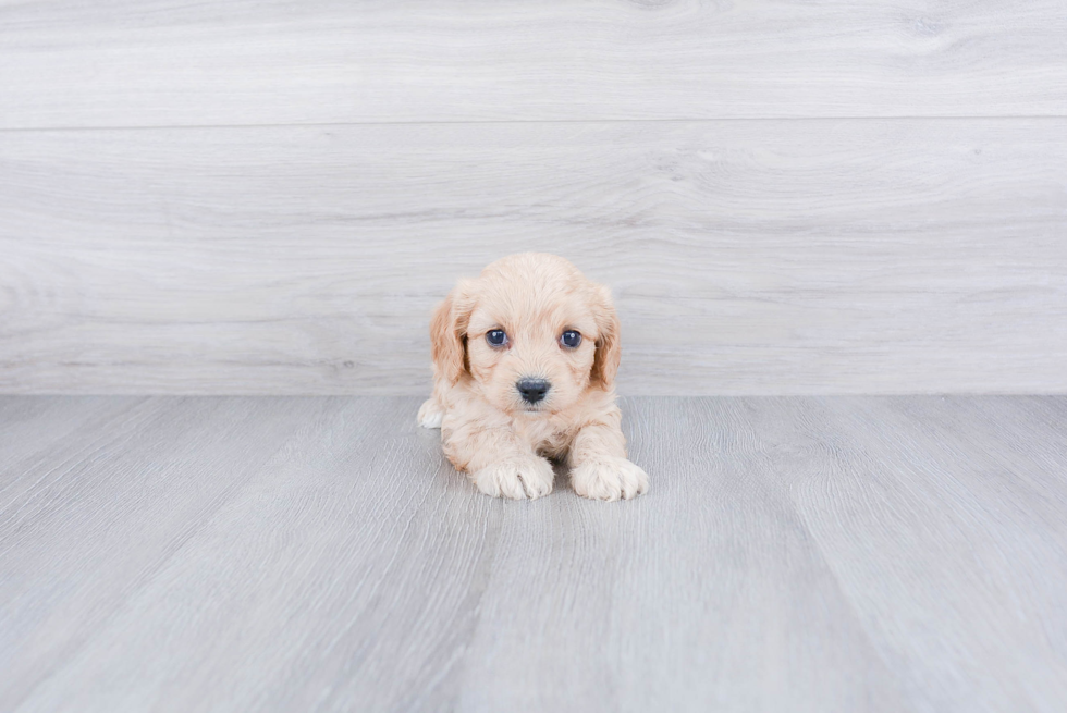 Best Cavachon Baby