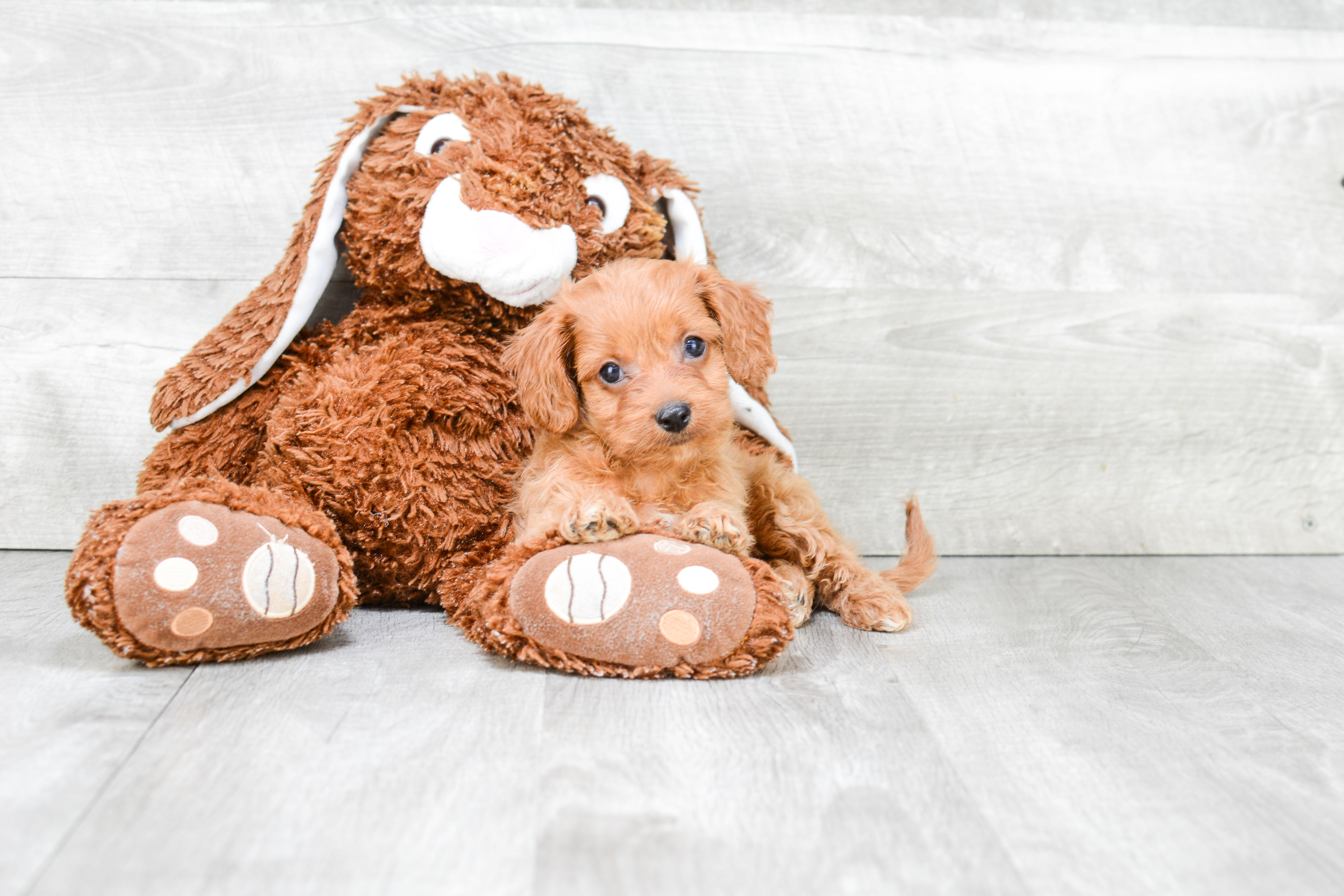 Cavapoo Pup Being Cute