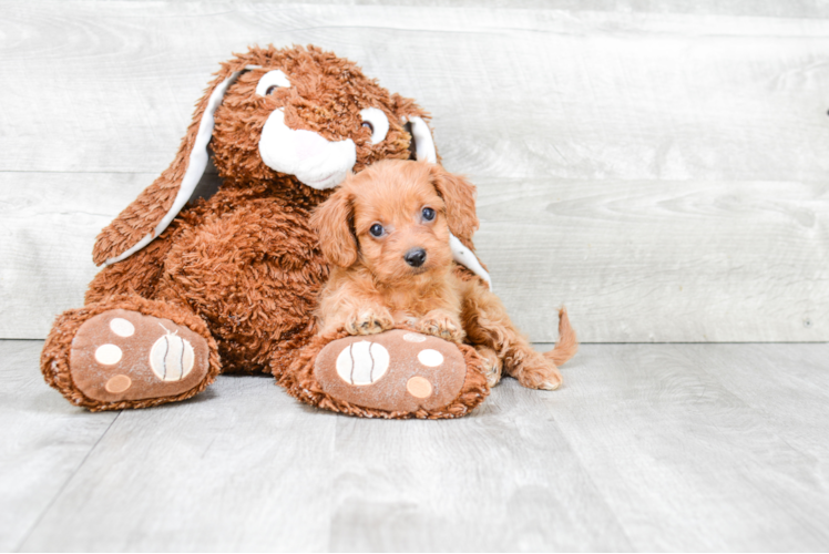 Cavapoo Pup Being Cute