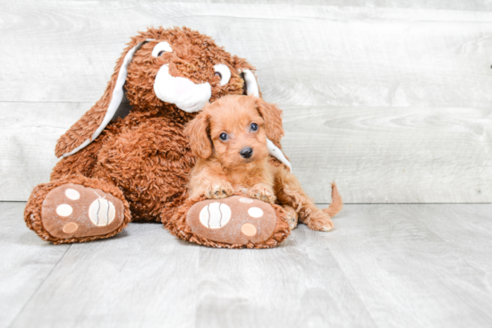 Cavapoo Pup Being Cute