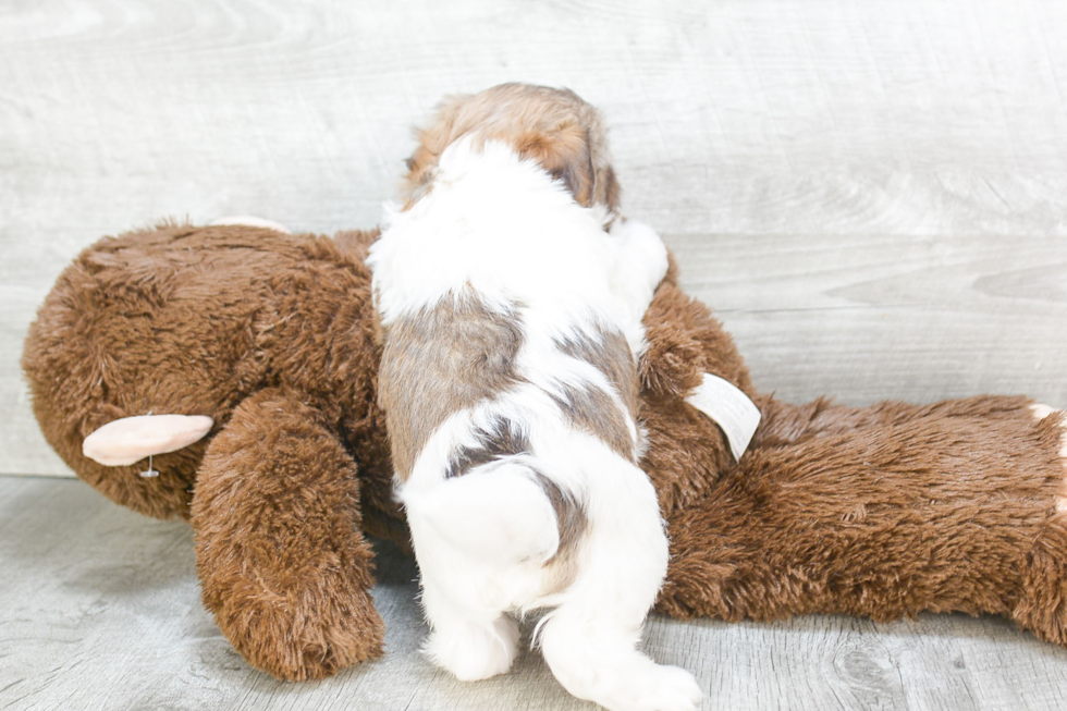 Best Havanese Baby