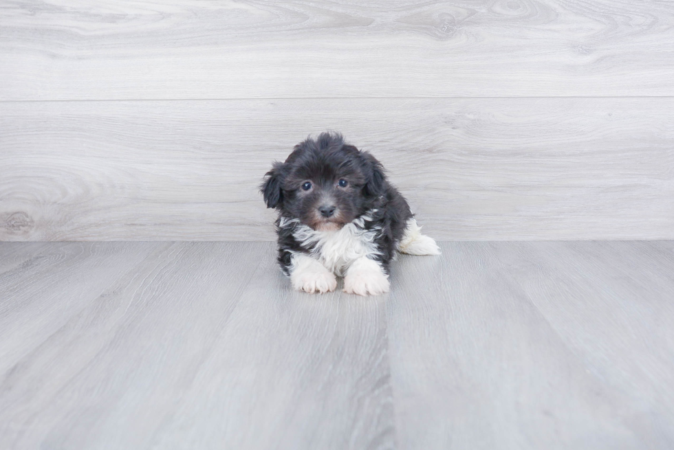 Little Havanese Purebred Pup