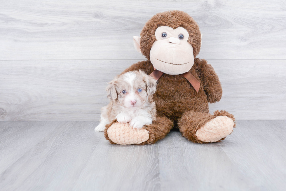 Friendly Mini Aussiedoodle Baby