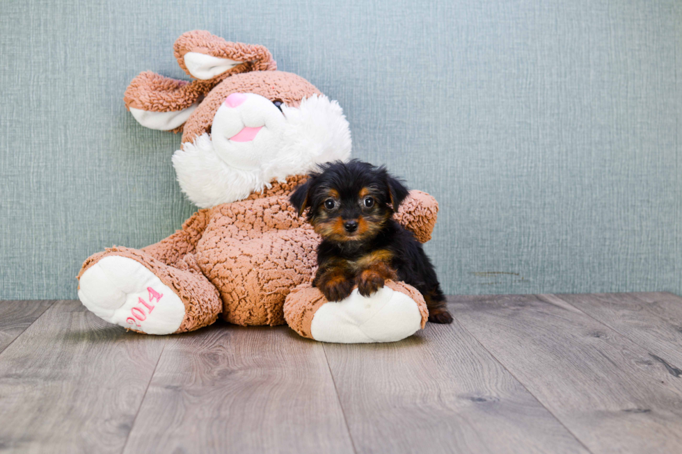 Meet Steph - our Yorkshire Terrier Puppy Photo 