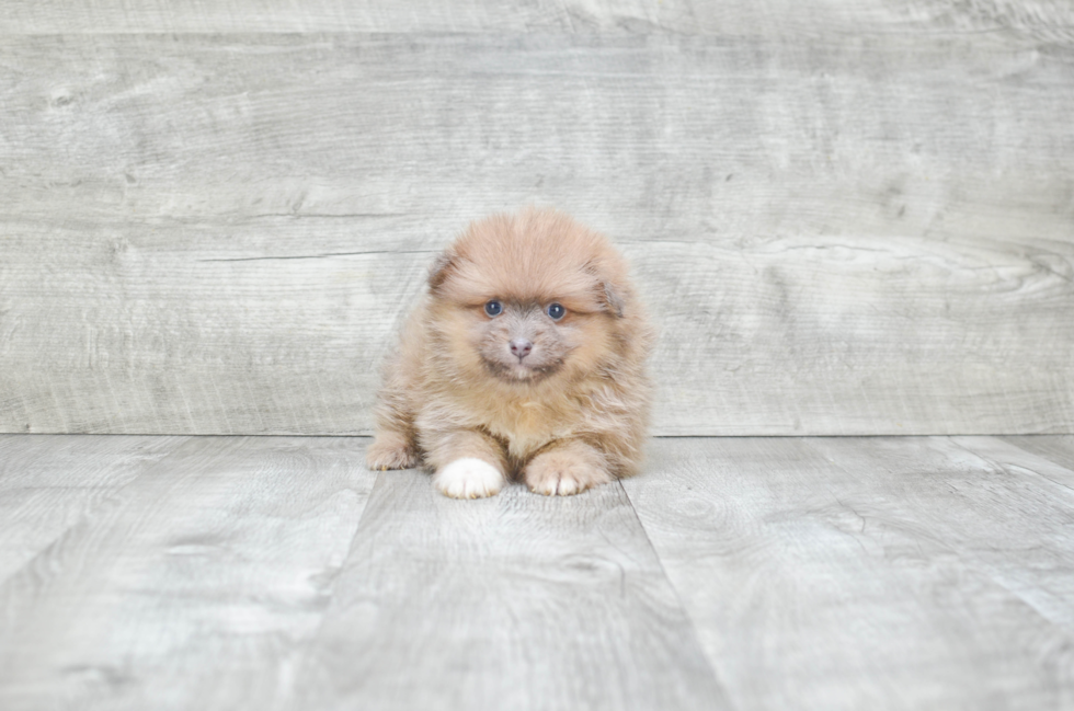 Pomeranian Puppy for Adoption