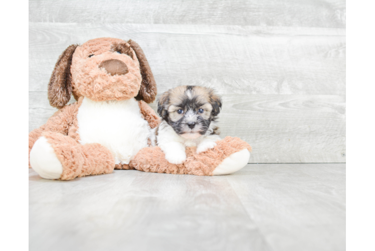 Adorable Havanese Purebred Puppy