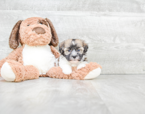 Adorable Havanese Purebred Puppy