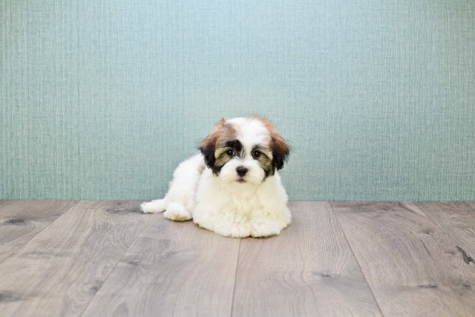 Havanese Puppy for Adoption