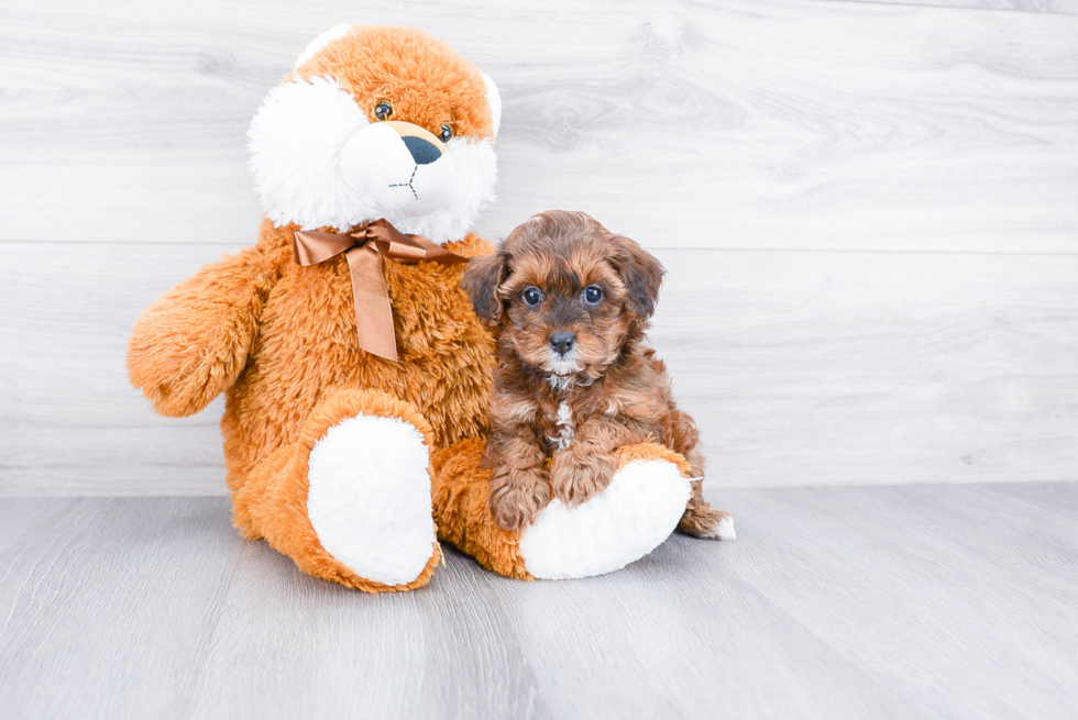 Best Cavapoo Baby