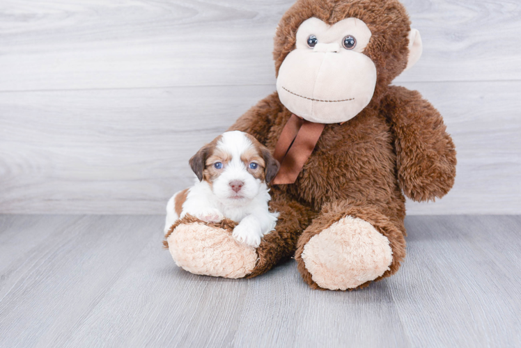 Cute Teddy Bear Baby