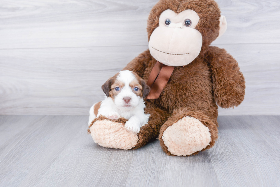 Cute Teddy Bear Baby