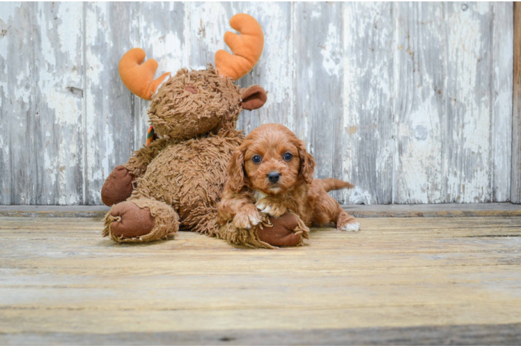 Popular Cavapoo Poodle Mix Pup