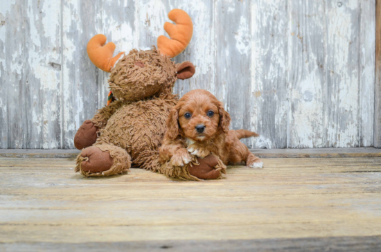 Popular Cavapoo Poodle Mix Pup