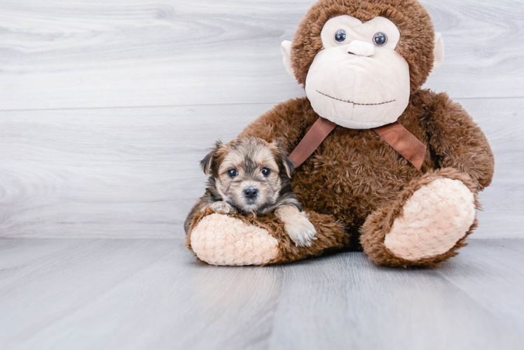 Hypoallergenic Yorkie Designer Puppy
