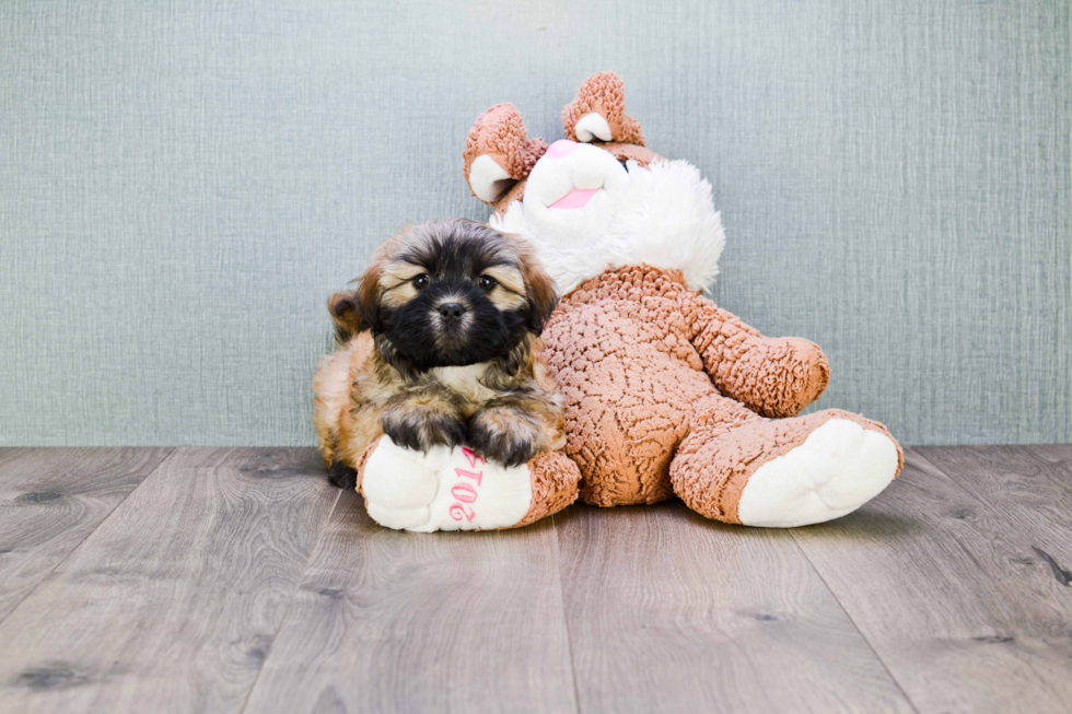 Best Havanese Baby