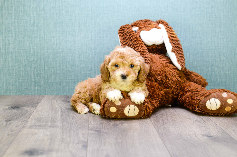 Cute Cavapoo Baby