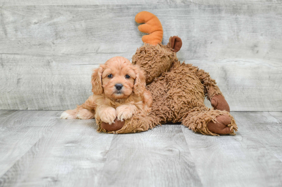 Best Cavapoo Baby