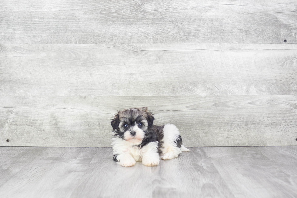 Best Havanese Baby