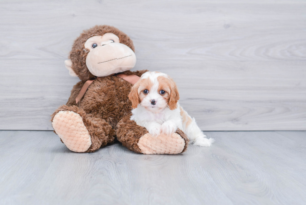 Best Cavapoo Baby