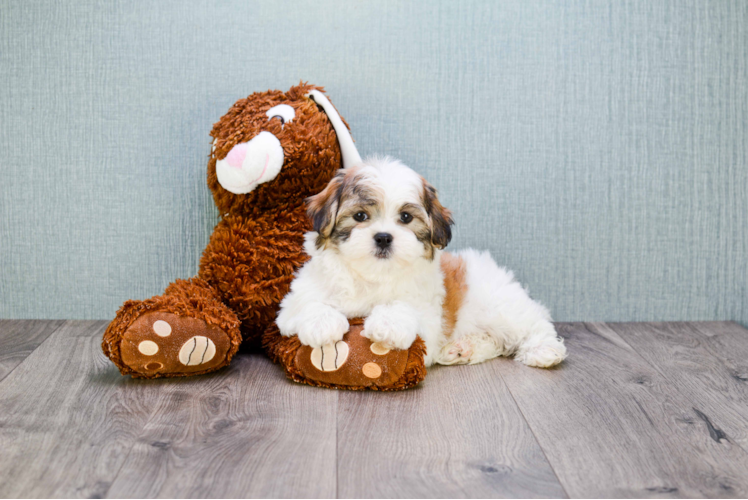 Teddy Bear Pup Being Cute